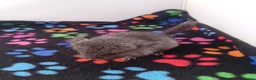 Chinchilla rodents for sale: RPA baby Female Chinchilla - Advert 4