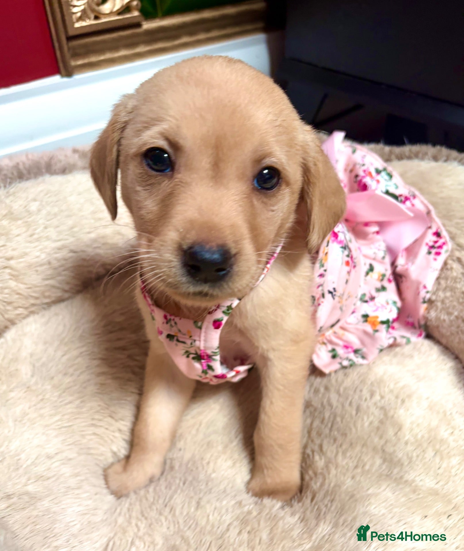 Labrador Retriever dogs Baby boys available 🐾 Pedigree KC Reg labs❤️ - Advert 2