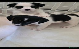 Jack Russell dogs for sale: Jack Russell puppies  - Image 16