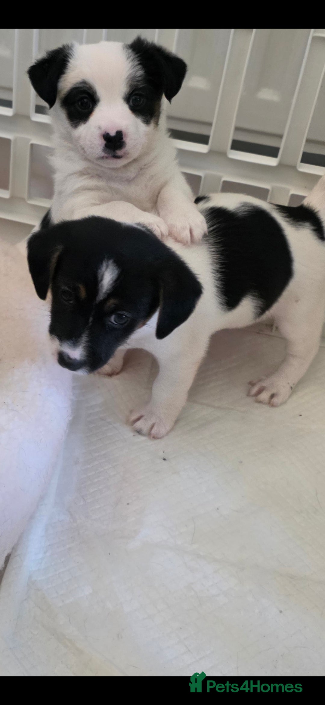 Jack Russell dogs for sale: Jack Russell puppies  - Image 16
