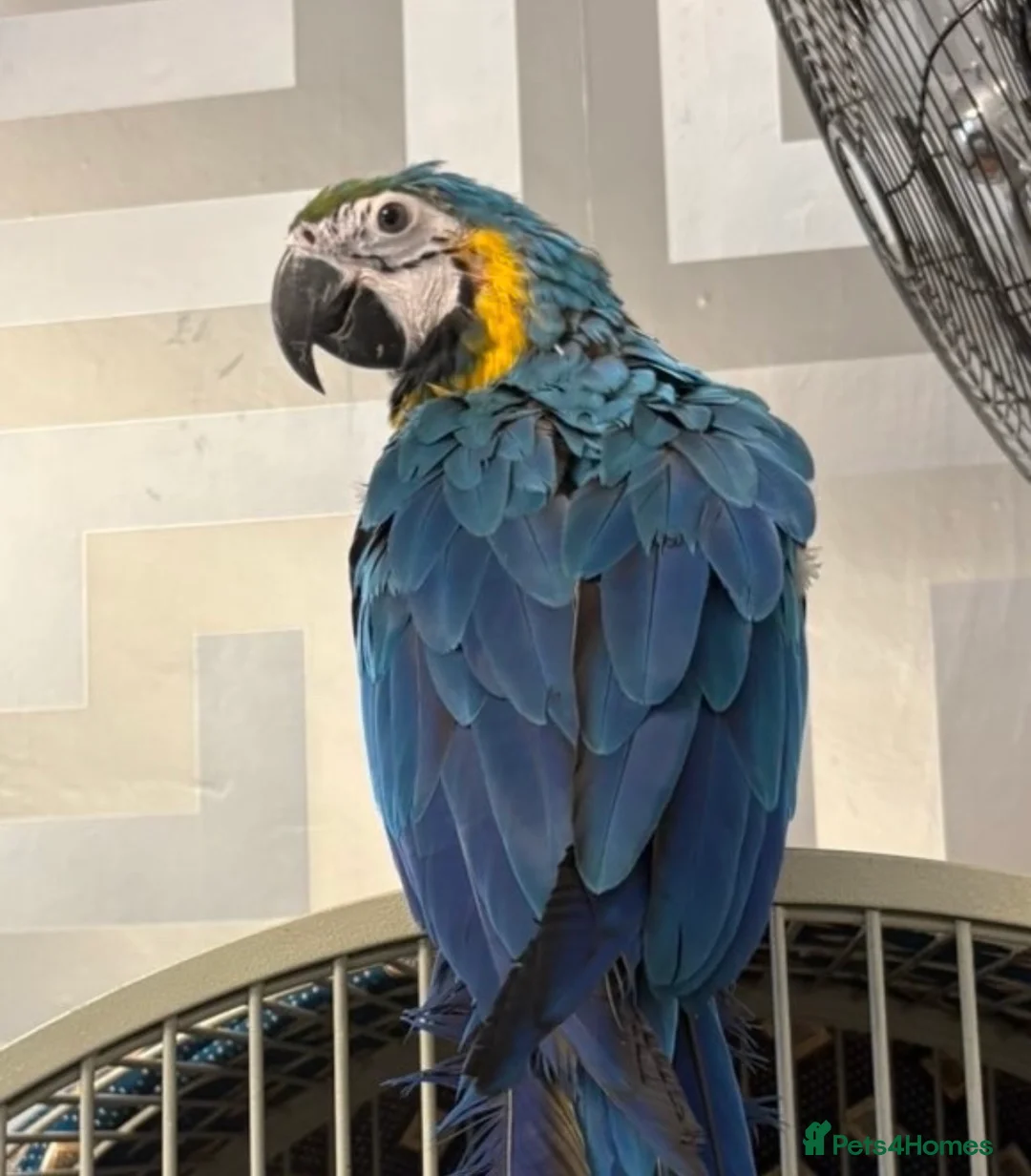 Macaws birds for sale: BABY BLUE AND GOLD MACAW - Advert 1