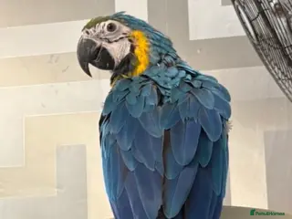 Macaws birds BABY BLUE AND GOLD MACAW - Advert 6