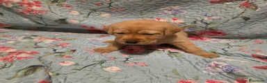 Labrador Retriever Black