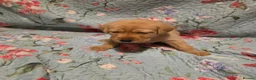 Labrador Retriever dogs for sale: Little Labradors, Ready for Their Next Adventure in Derby - Advert 30