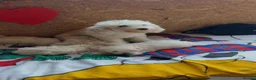 Bichon Frise dogs for sale: Beautiful Bichon Frise Puppies – 3 Boys & 3 Girls - Advert 12