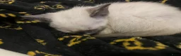 Mixed Breed cats for sale: Ragdoll x siamese in Melksham - Advert 8