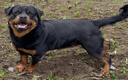 Rottweiler dogs for sale: Quality Rottweiler puppies - Image 3