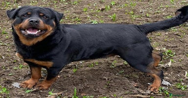 Rottweiler dogs - Advert 14