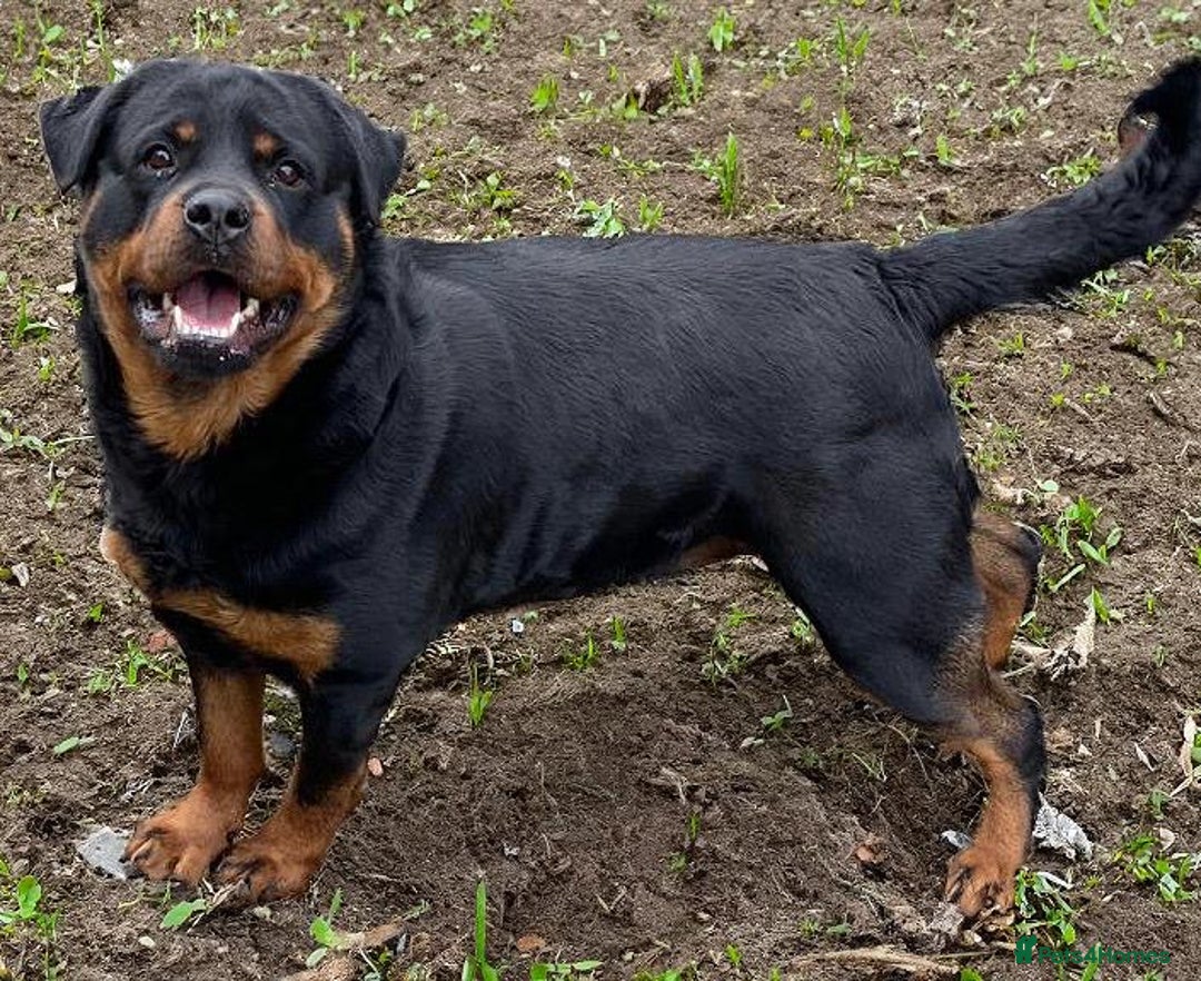 Rottweiler dogs for sale: Quality Rottweiler puppies - Image 3