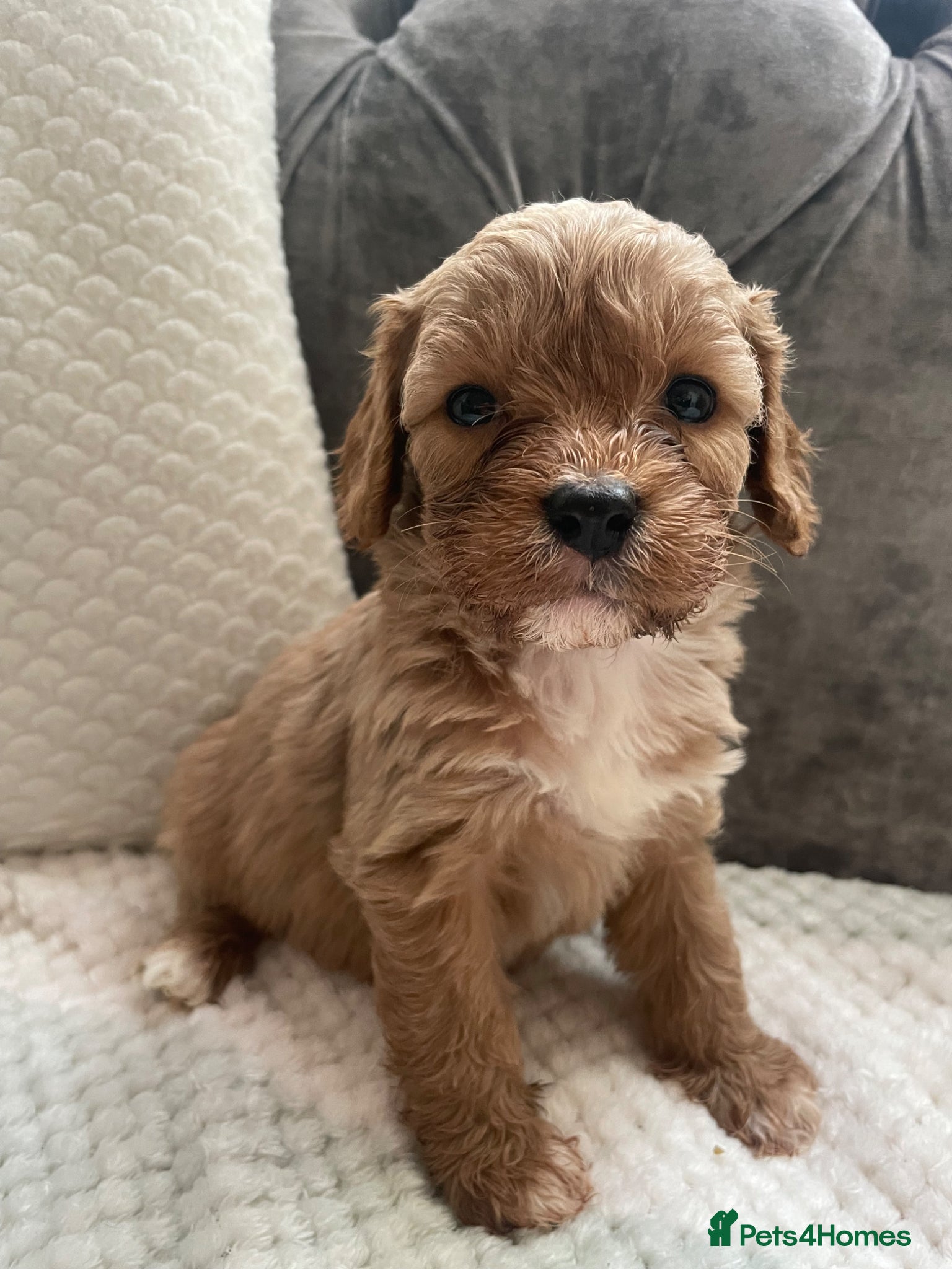 Cavapoo dogs ❤️🐶🌟Gorgeous F1 Cavapoo Puppies Available 🩷😍💙 - Advert 6