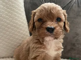 Cavapoo dogs ❤️🐶🌟Gorgeous F1 Cavapoo Puppies Available 🩷😍💙 - Advert 6