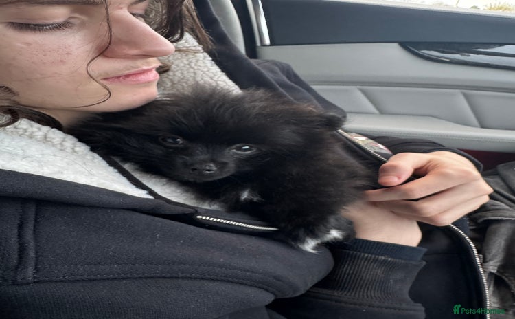 Pomeranian dogs Luv dug away for his final jab - Advert 7