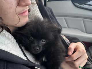 Pomeranian dogs Luv dug away for his final jab - Advert 2