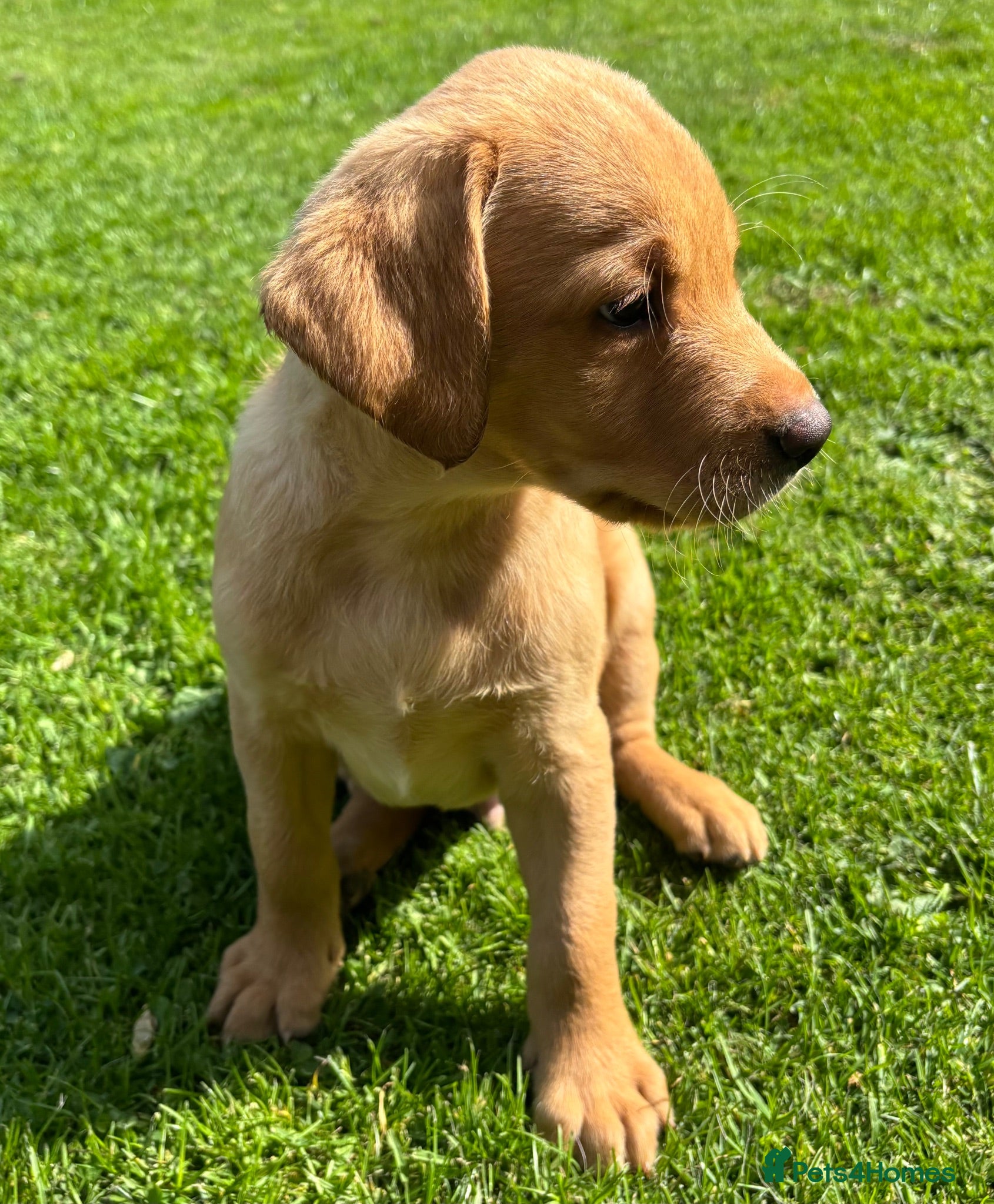 Labrador Retriever dogs Dreamy Vet Checked KC Labrador Puppy Ready now - Advert 2