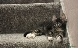 Mixed Breed cats for sale: Beautiful Tabby baby looking for forever home - Advert 3