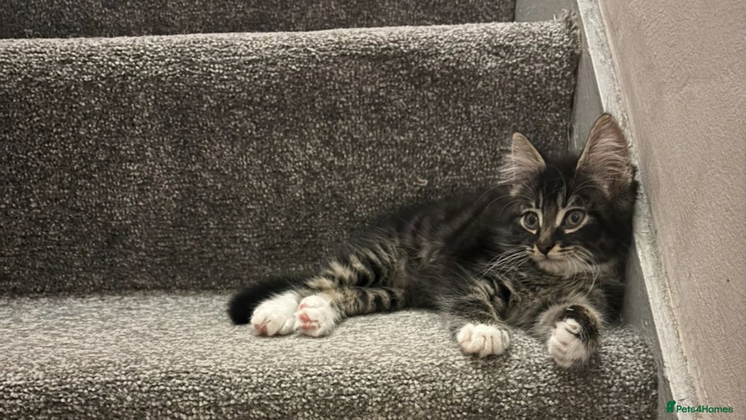 Mixed Breed cats for sale: Beautiful Tabby baby looking for forever home - Advert 3