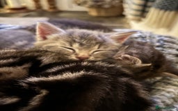 Domestic Shorthair cats for sale: Adorable Kittens - 4 available. Grey & Tabby - Image 4