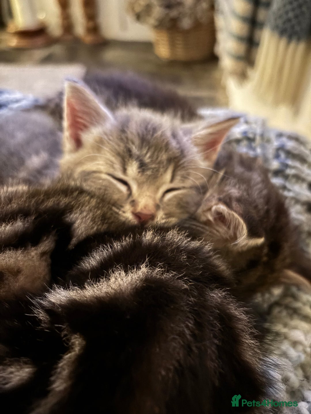 Domestic Shorthair cats for sale: Adorable Kittens - 4 available. Grey & Tabby - Image 4