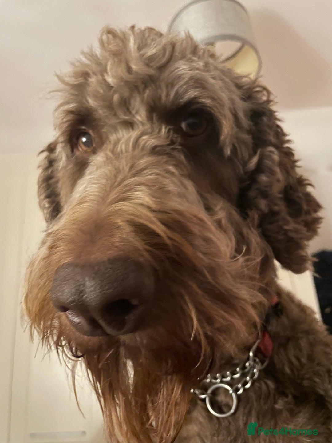 Goldendoodle dogs for stud: Our gorgeous boy Benji  in Northwich - Image 4