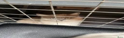 Ragdoll cats for sale: Beautiful mink ragdoll kittens all male  - Advert 7