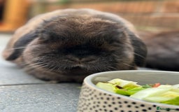 Mini Lop rabbits for sale: PLEASE READ 🐰 male and female (both neutered) in Leicester - Image 13