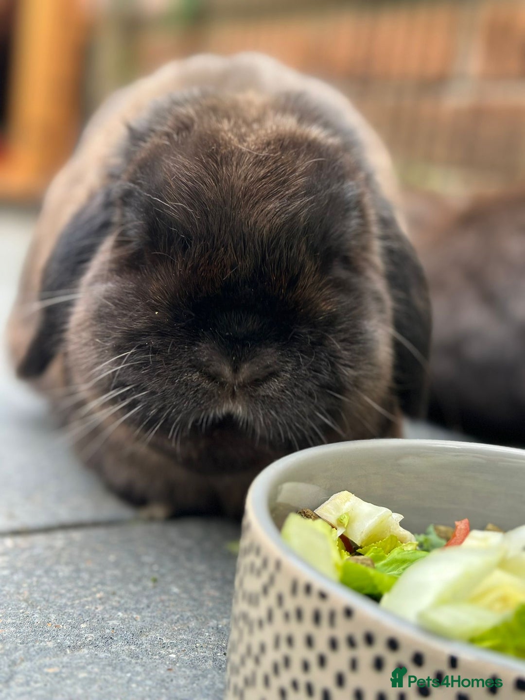 Mini Lop rabbits for sale: PLEASE READ 🐰 male and female (both neutered) in Leicester - Image 13