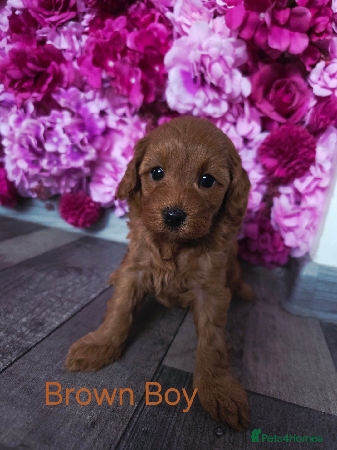 Cavapoo dogs for sale: CAVAPOO F1B RED HEALTY TESTED PARENTS - Image 15