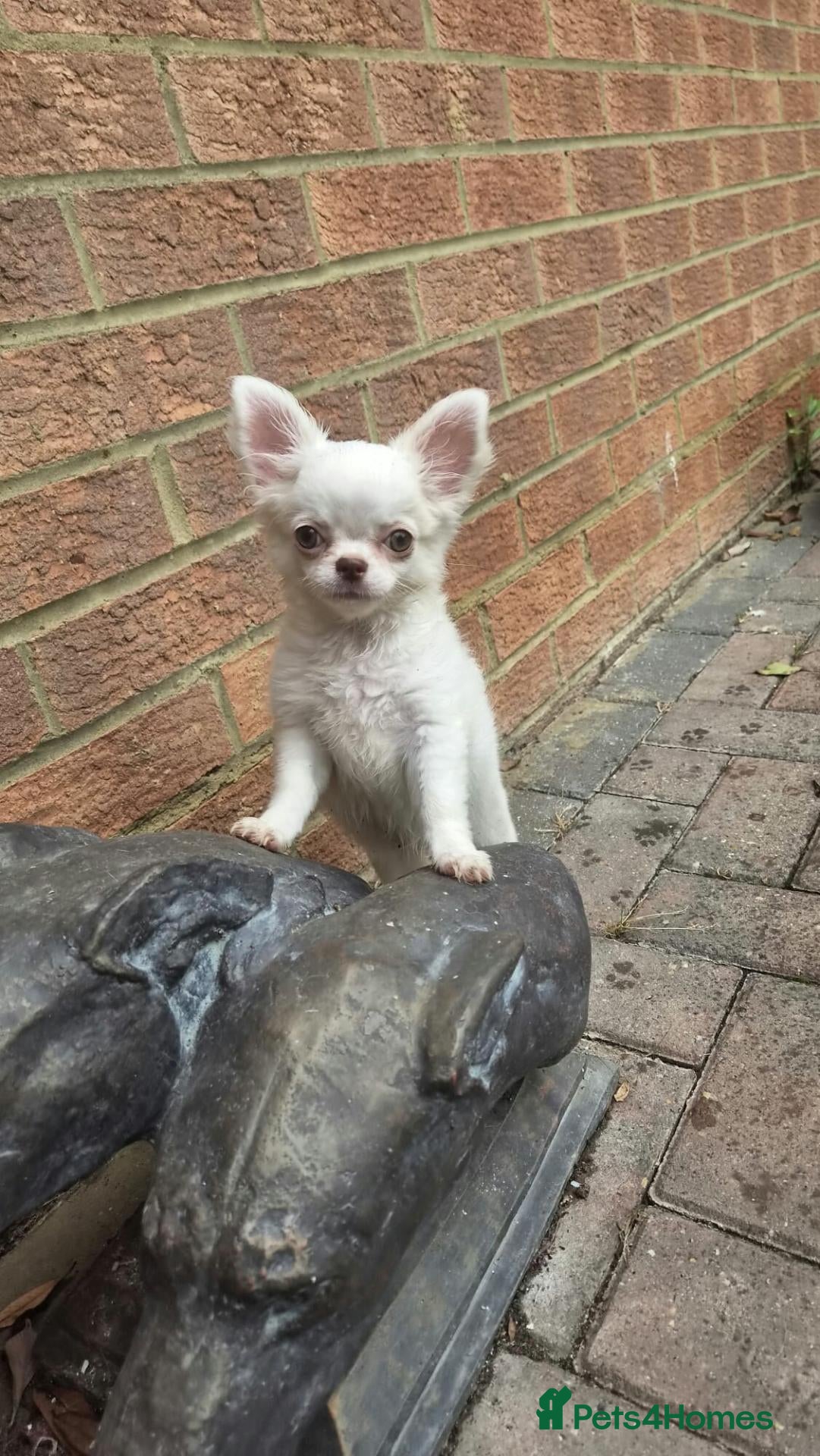Chihuahua dogs ⚜️Chihuahua girl - Advert 21