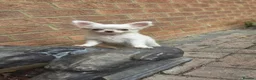 Chihuahua dogs for sale: ⚜️Chihuahua girl - Advert 1