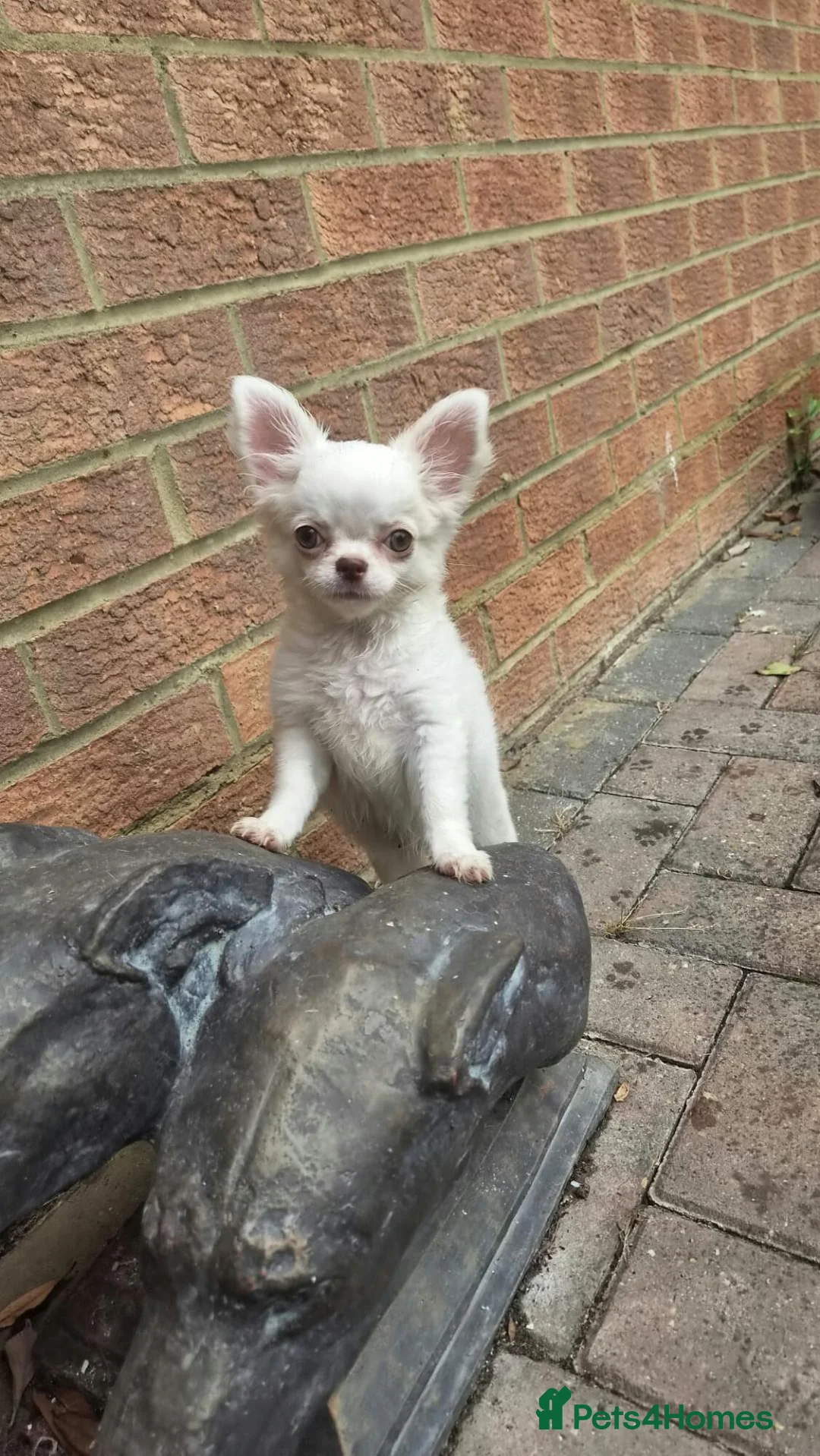 Chihuahua dogs for sale: ⚜️Chihuahua girl - Advert 1