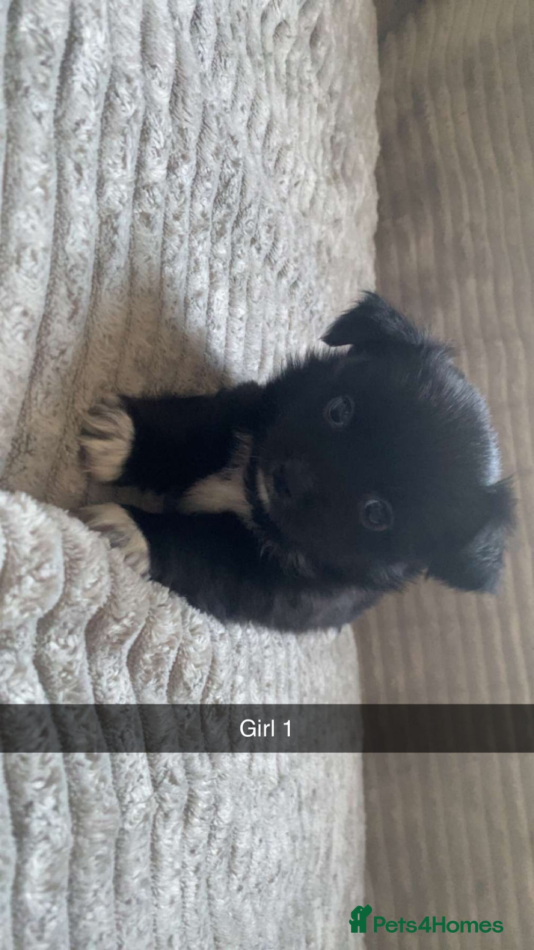 Chihuahua dogs for sale: stunning chihuahua puppies - Image 5