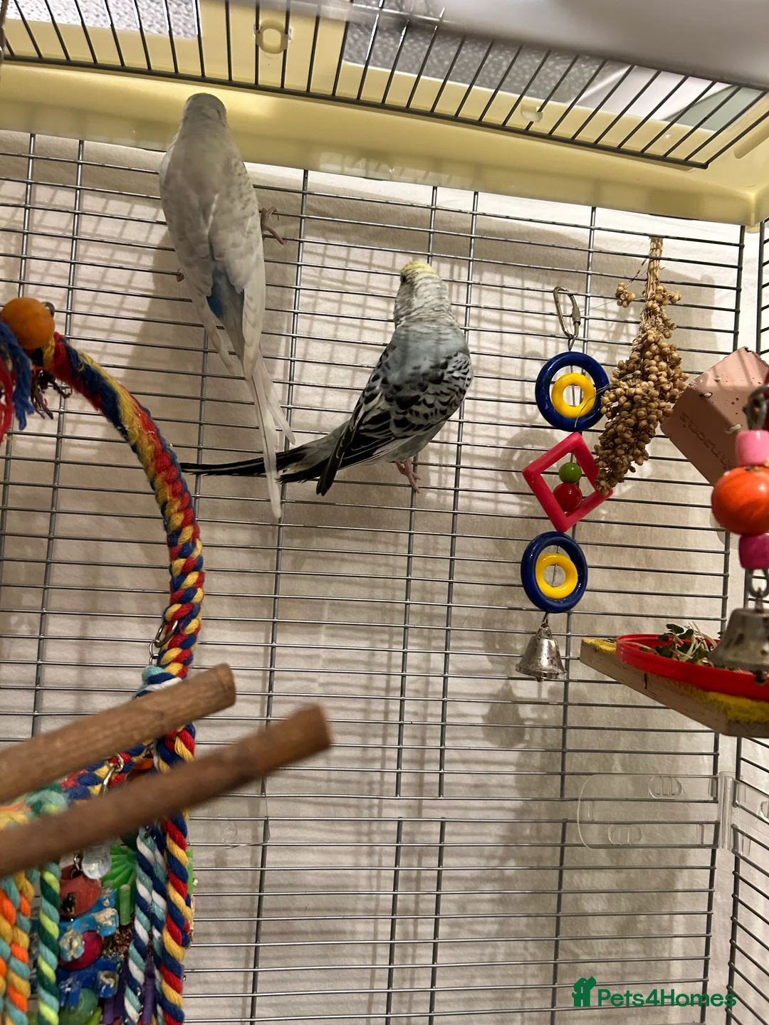 Budgerigars birds for sale: Make and female bonded pair  in Runcorn - Advert 5