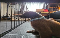 Whippet dogs for sale: excellent litter of Kc reg blue whippet puppies  - Image 16
