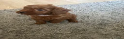 Cavapoo dogs for sale: Beautiful f1b red Cavapoo puppies    - Advert 24