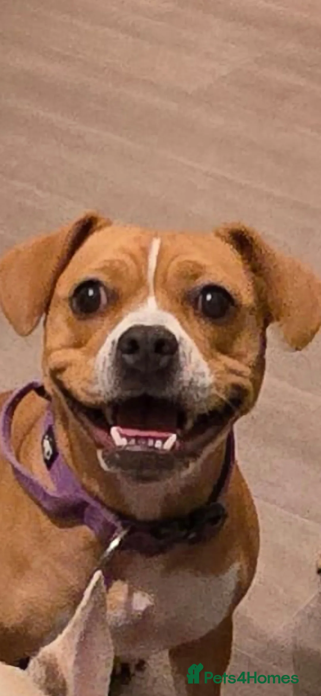 Mixed Breed dogs for sale: Female beagle x frenchie - frengle - Advert 2