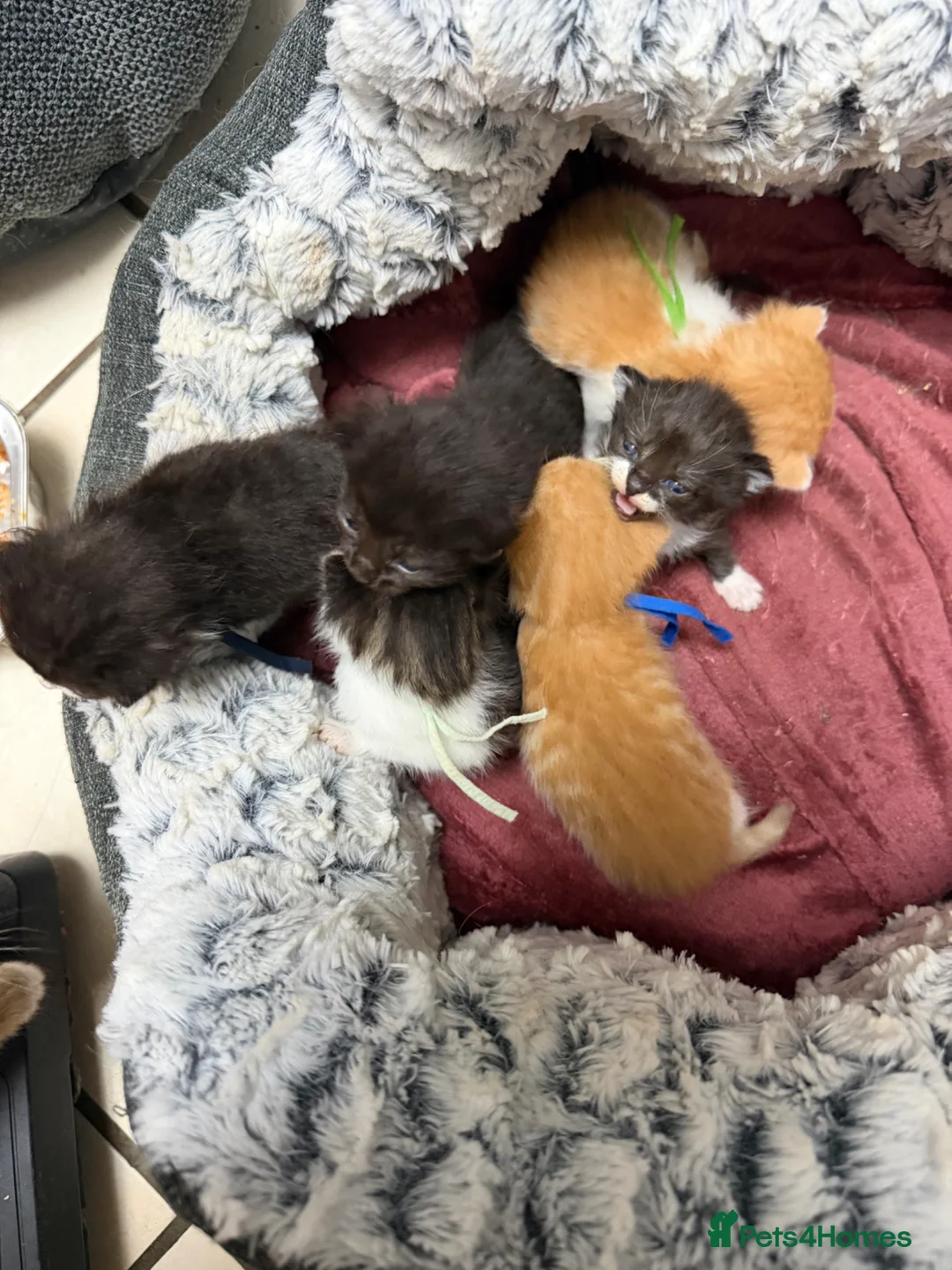 Mixed Breed cats for sale: 5 boys & 1 girl kitten  - Advert 14