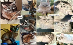 Perdoll cats for sale: PERDOLL KITTENS FOR SALE - Image 3