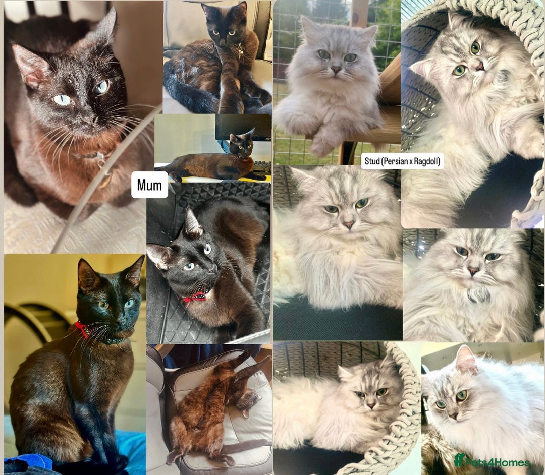 Perdoll cats for sale: PERDOLL KITTENS FOR SALE - Image 3