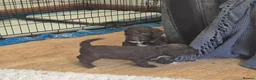 Sproodle dogs for sale: Gorgeous litter of Sproodle Pups  - Advert 9
