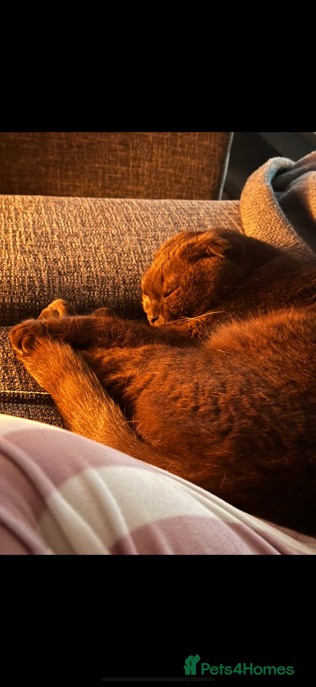 Scottish Fold cats for sale: Adorable Scottish Fold kittens, chocolate & Blue❤️ - Advert 17