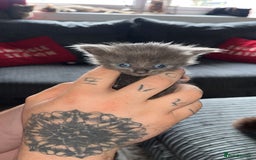 Domestic Shorthair cats for sale: Tabby kittens - Image 1