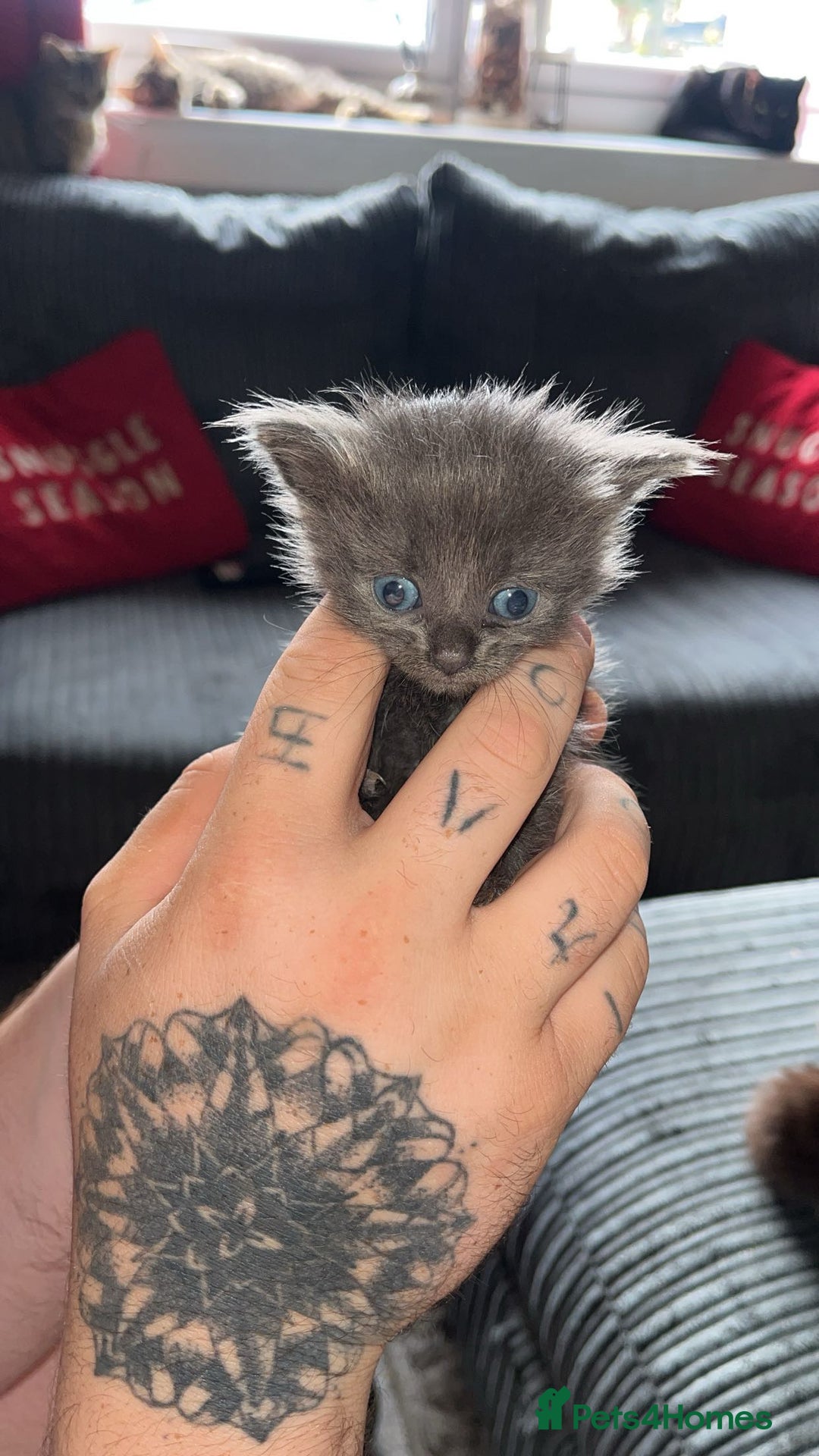 Domestic Shorthair cats for sale: Tabby kittens - Image 1