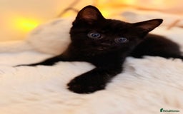 Mixed Breed cats for sale: 7 Floofy kittens looking for forever homes..  - Image 2