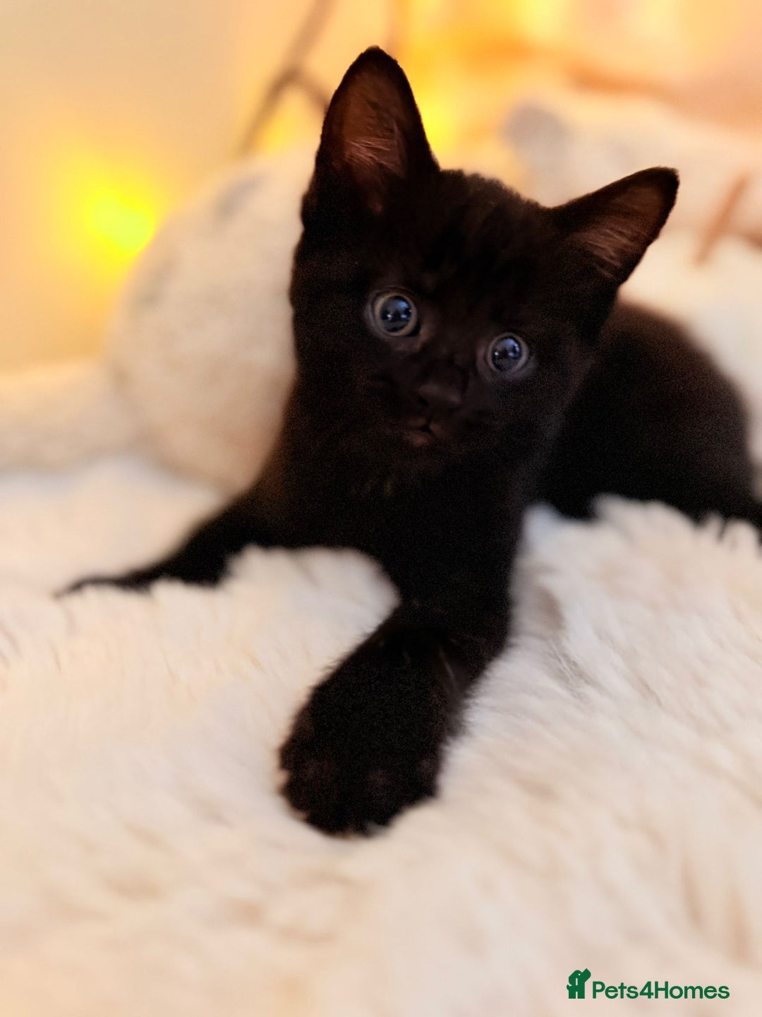 Mixed Breed cats for sale: 7 Floofy kittens looking for forever homes..  - Image 2