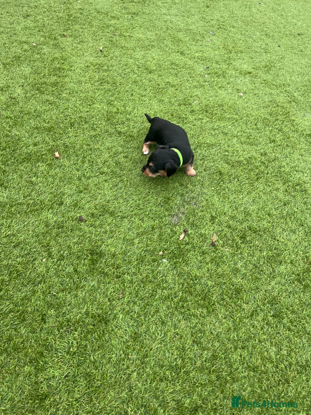 Mixed Breed dogs for sale: 5 beautiful jackshund puppies for sale - Advert 23