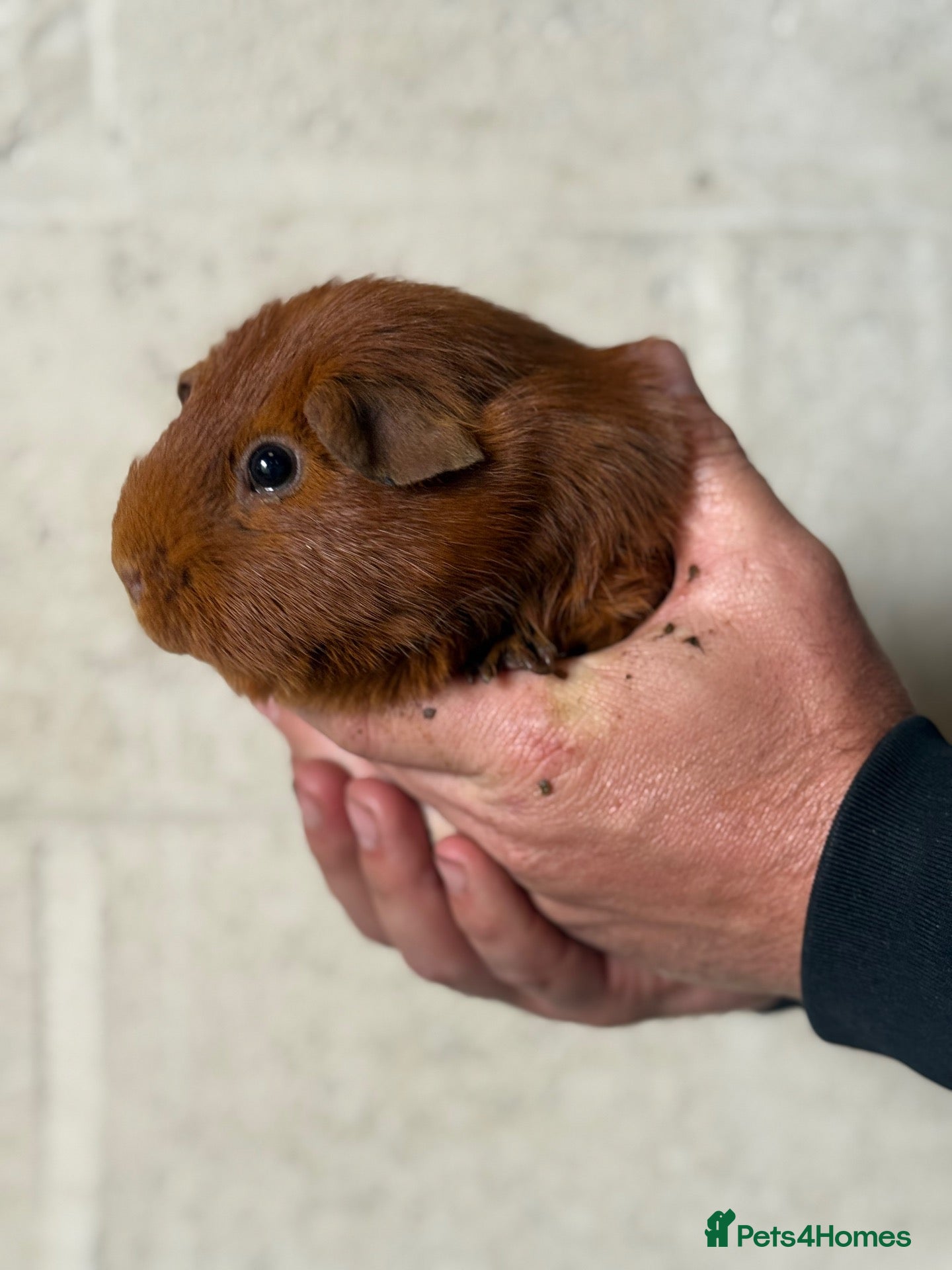 Guinea Pig rodents boar guinea pigs  - Advert 2