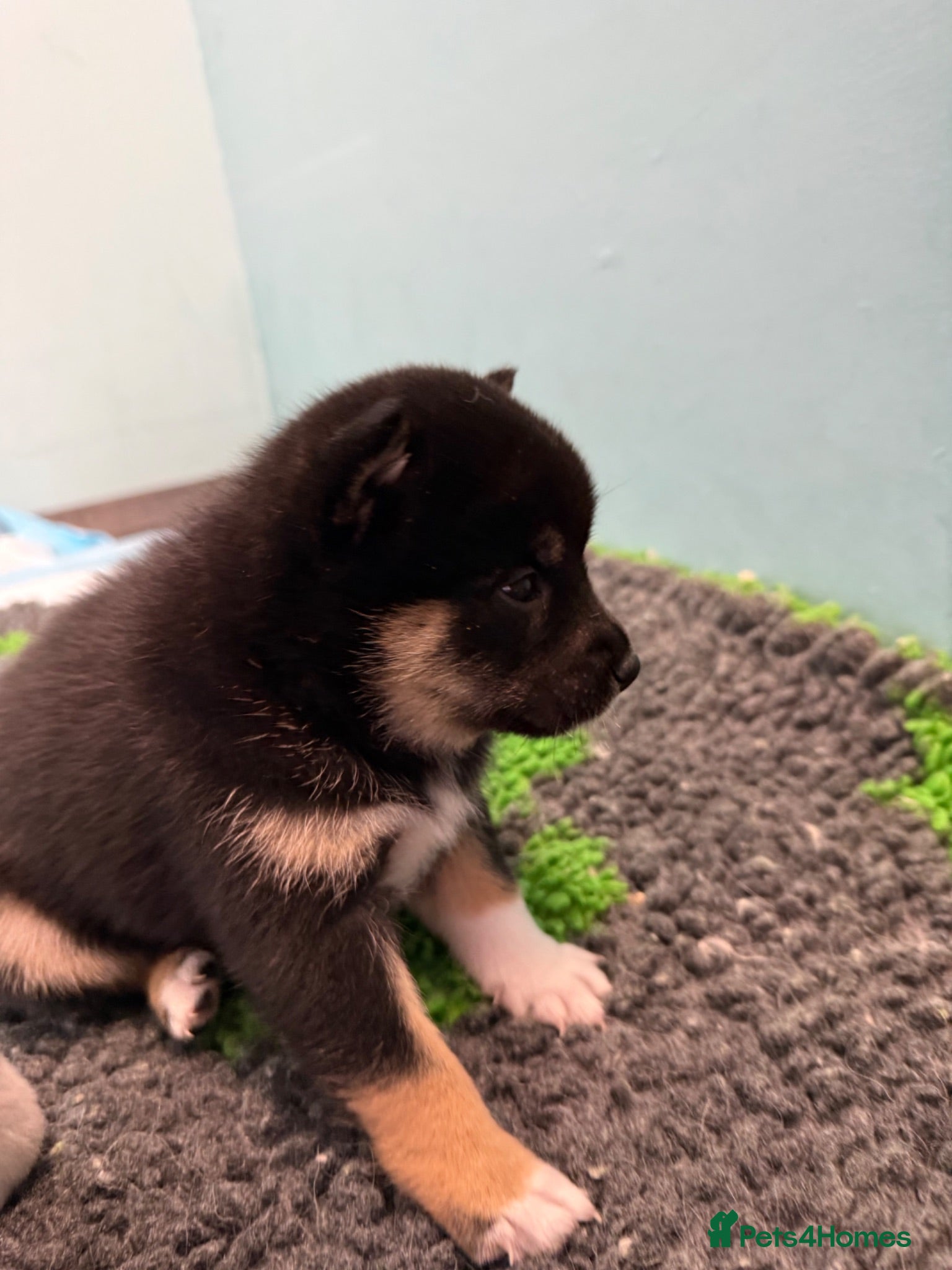 Japanese Shiba Inu dogs Beautiful babies - Advert 8