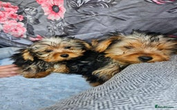 Yorkshire Terrier dogs for sale: Yorkshire terrier puppies  - Image 3