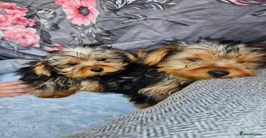 Yorkshire Terrier dogs - Advert 14
