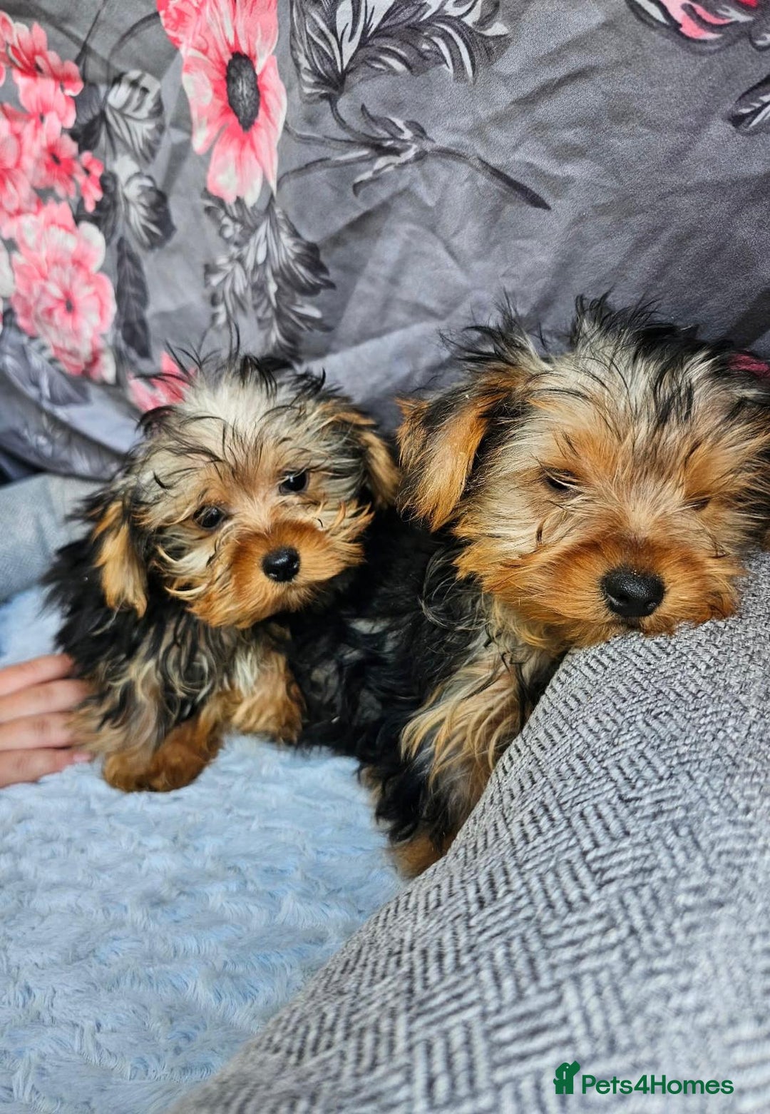 Yorkshire Terrier dogs for sale: Yorkshire terrier puppies  - Image 3